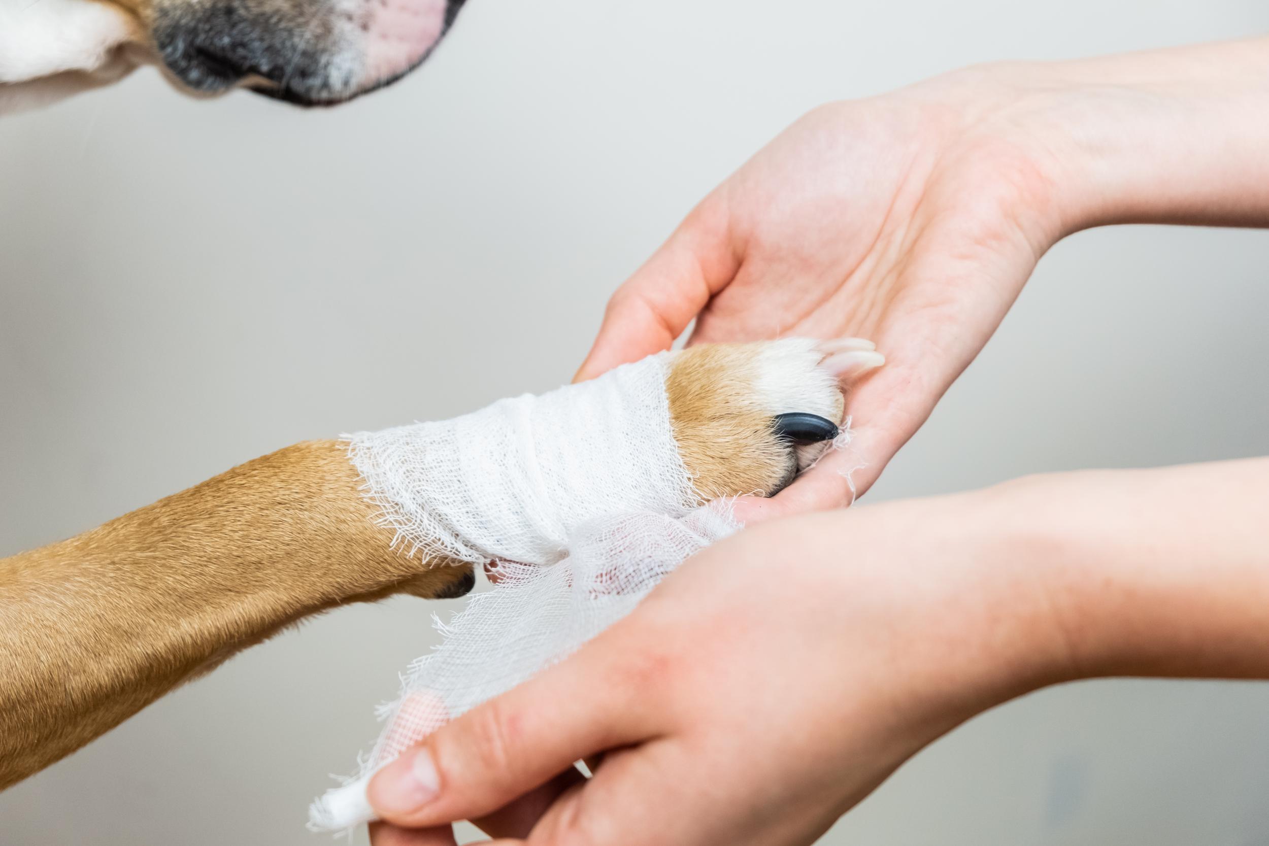 Dog Getting Paw Bandaged