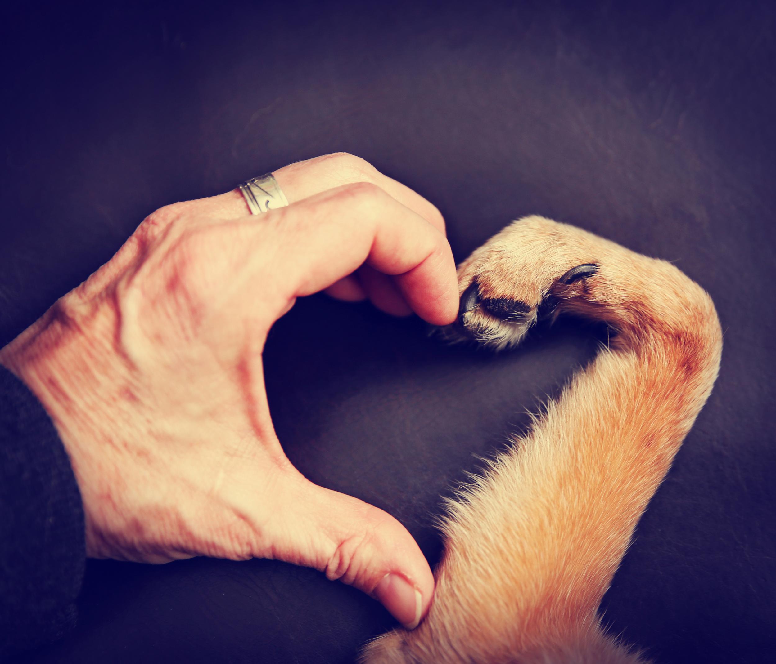 Hand and Paw making Heart Shape