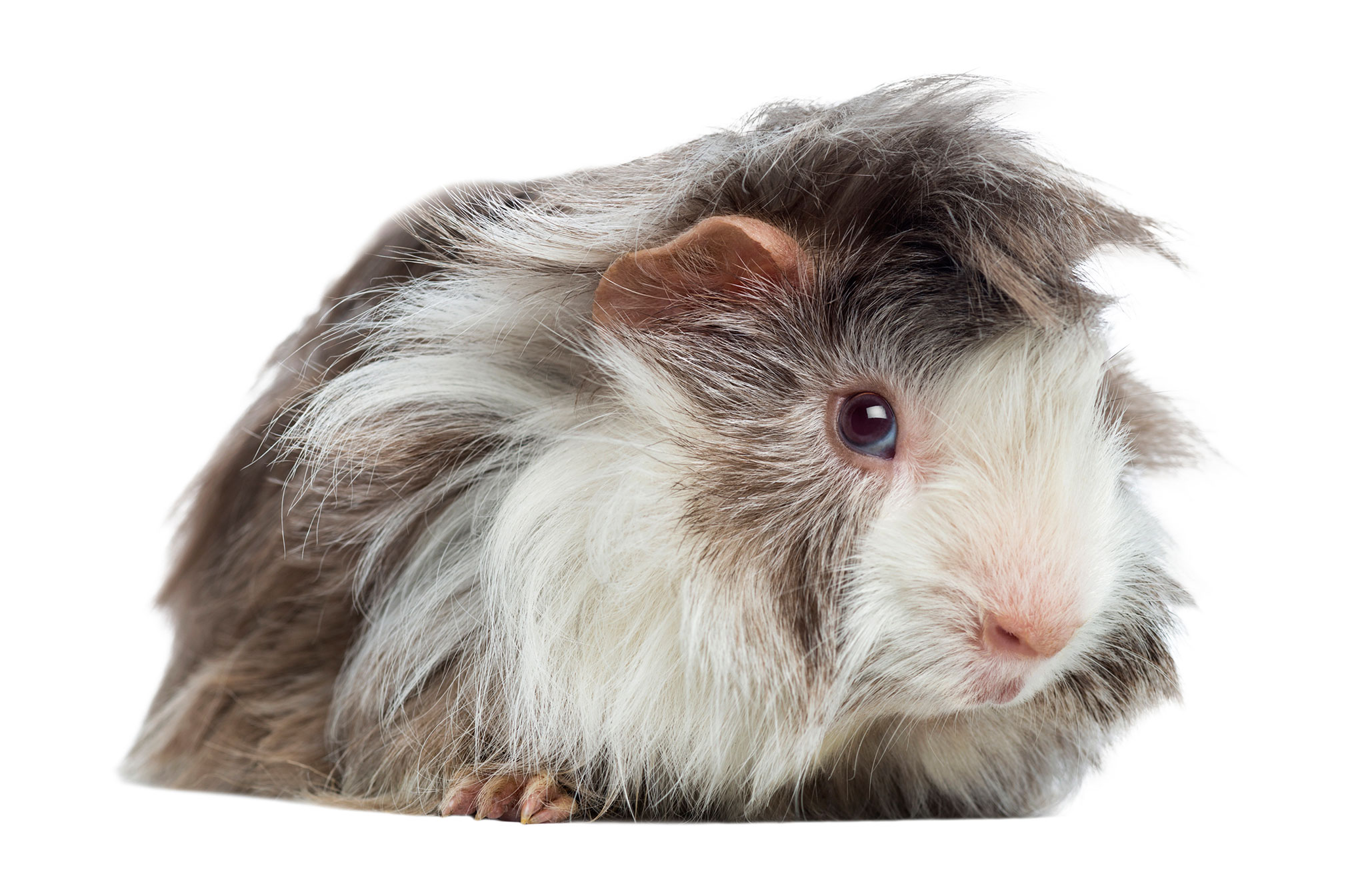 Multi Color Guinea Pig