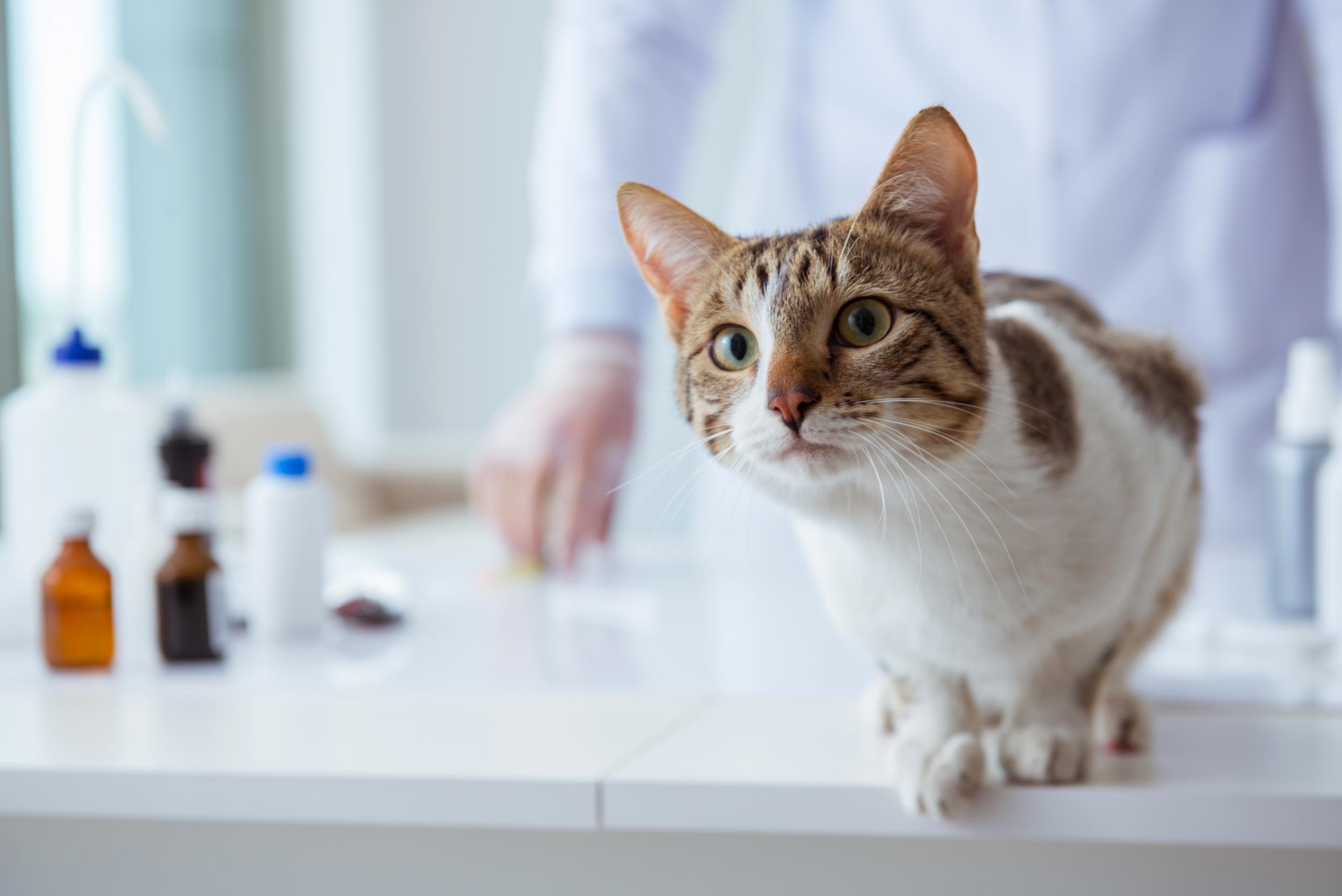 Brown and White Cat Waiting on Exam